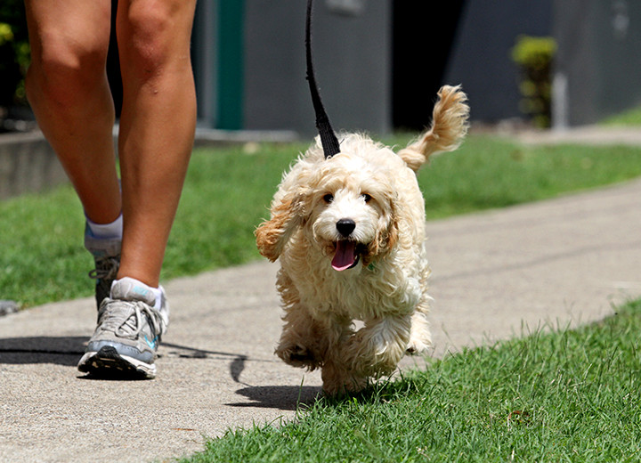 Dog on leash