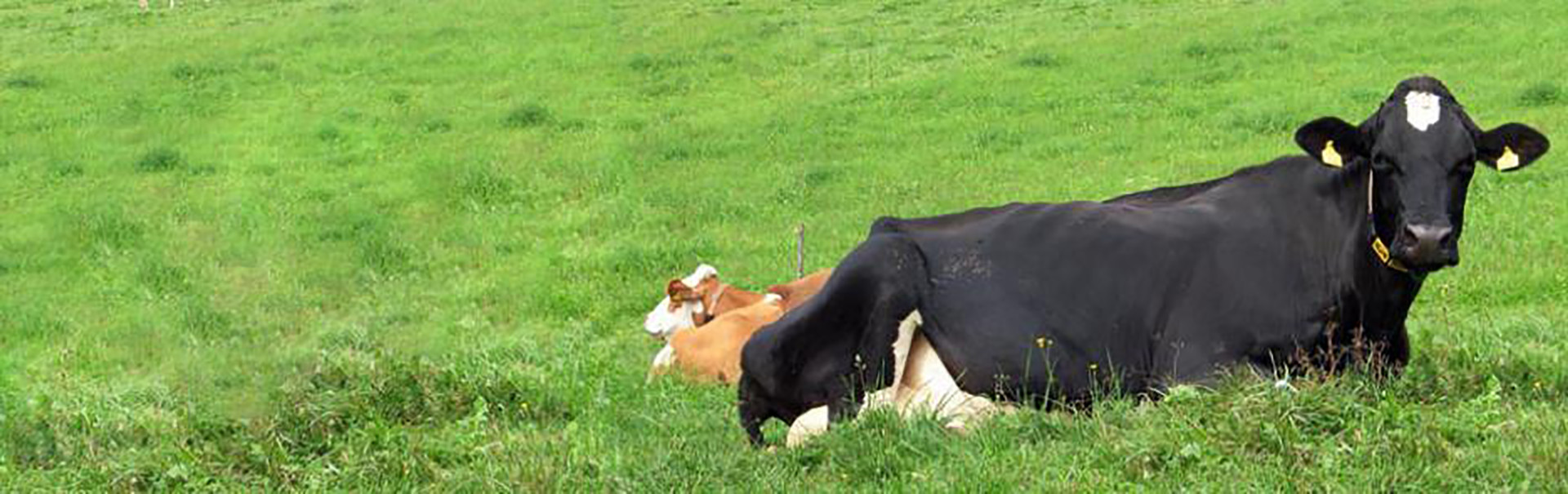 Slider Greener Grass