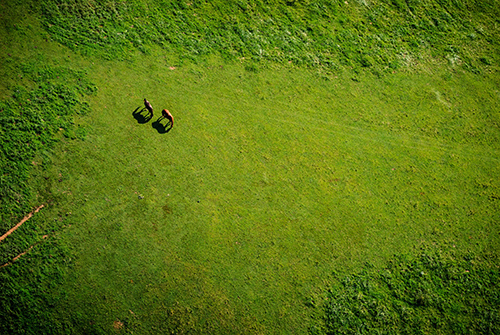 Horse on field