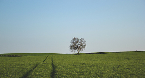 Tree on field