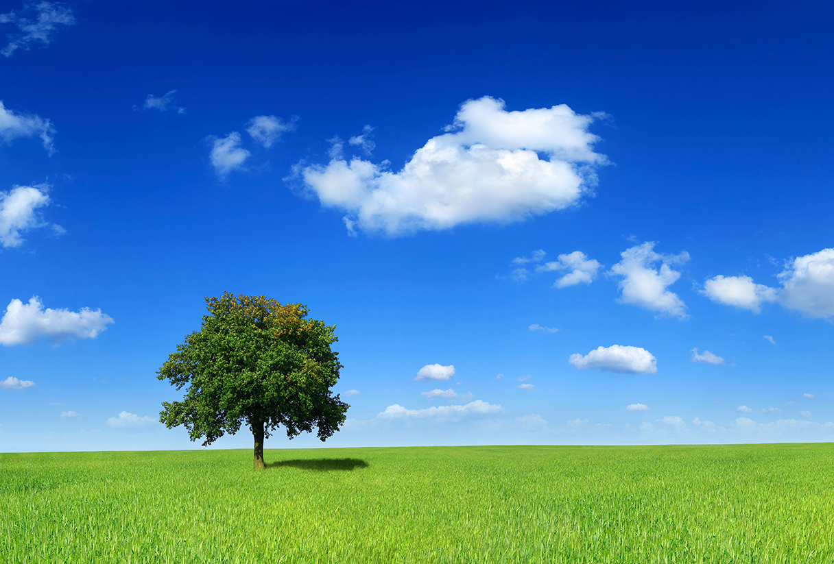 Blue Sky Green Field