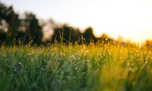 Healthy pastural land